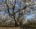 Orchard Blossom 50